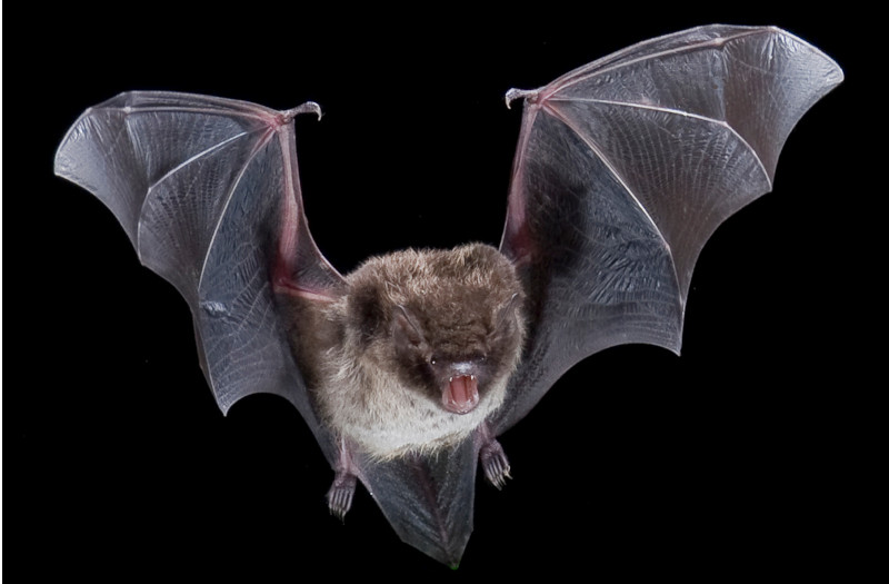 Hela Fladdermusutredningar