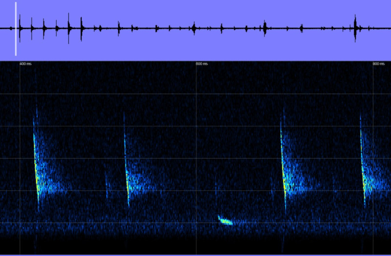 Artbestämning av fladdermöss